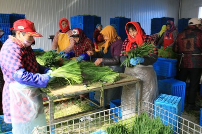 鄉村婦女的增收新路 鎮辦企業里，六小時換來四十元與出口的韭菜